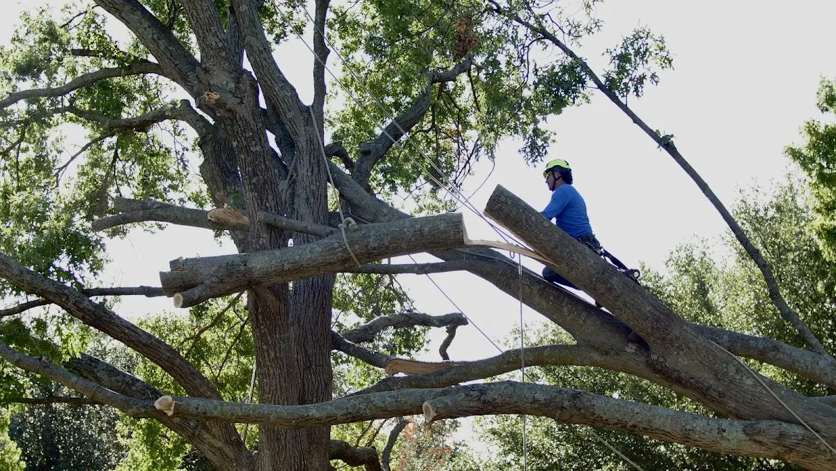Professional Crown Thinning performed by certified arborists in Doyle